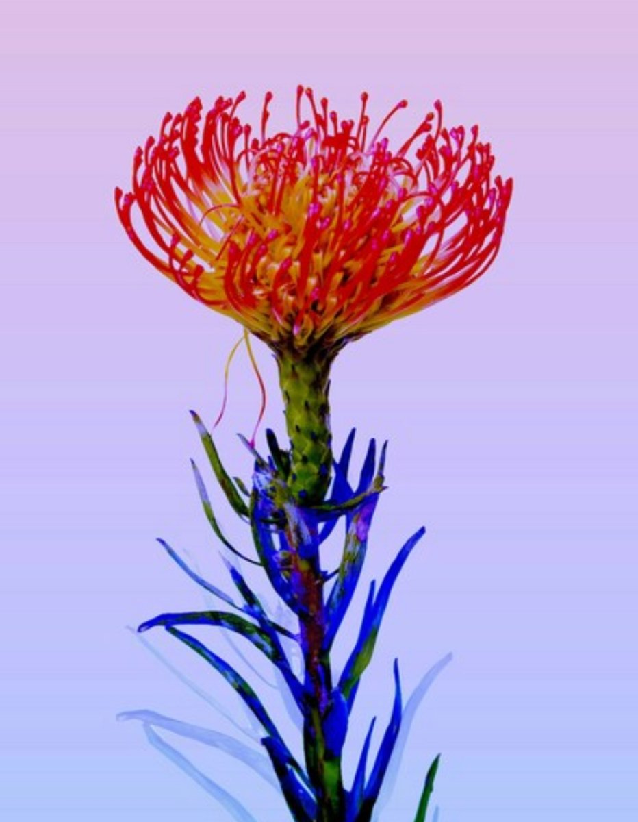Flourish in Color by Sienna Hart