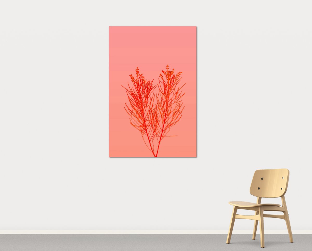 Coral by Mira Solis