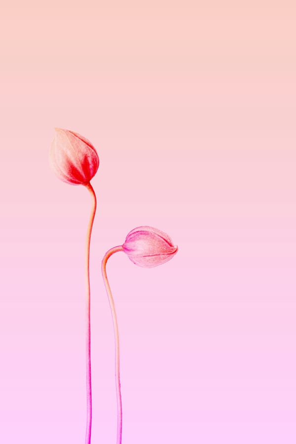 Sunset Blooms, 2022 by Theo Maren