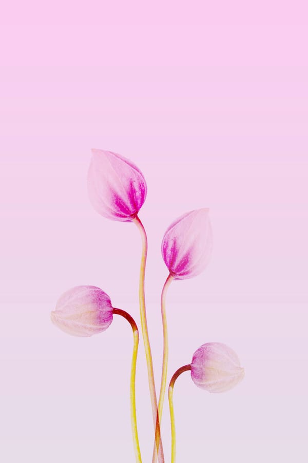 Sunset Blooms 2, 2025 by Sienna Hart