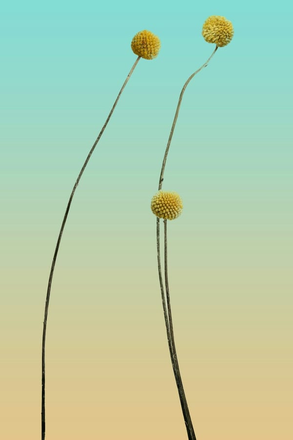 Luminous Botanical Arc, 2022 by Elio Voss
