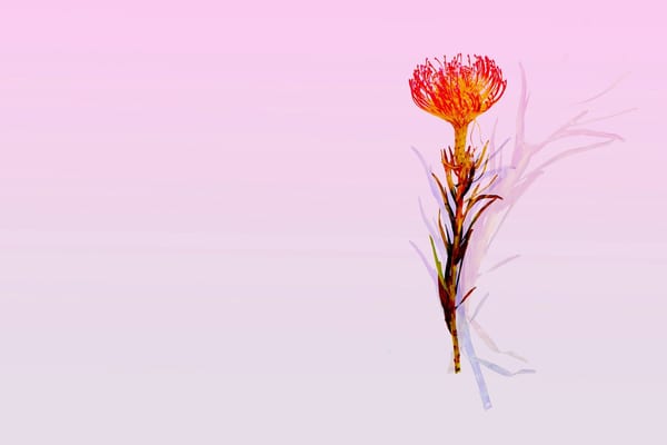 Primary Brilliance, 2020 by Clara Vale
