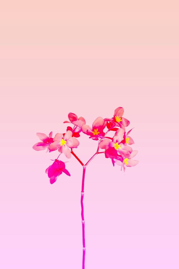 Dreamy Petal Palette, 2020 by Lila Rowan
