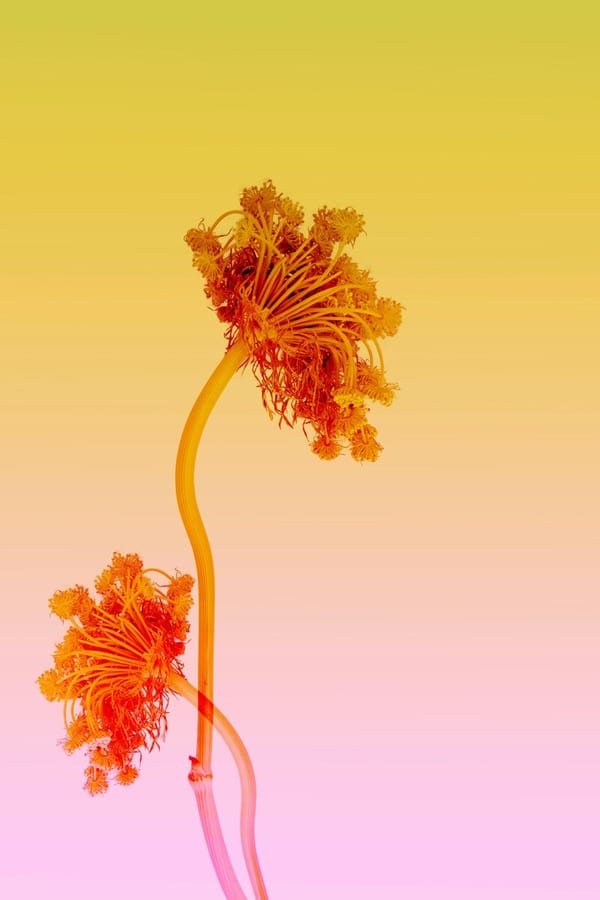 Chromatic Blossoms, 2023 by Lila Rowan