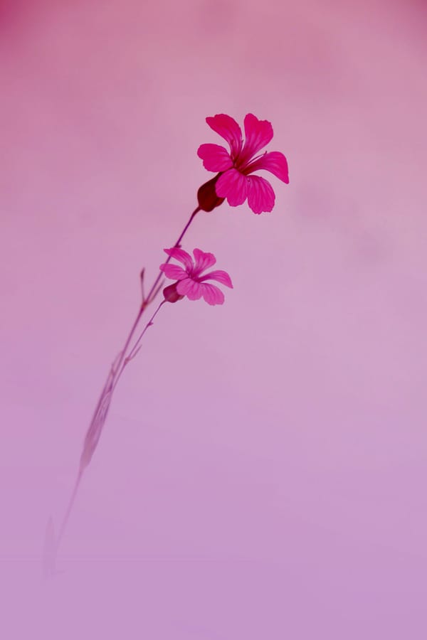 Flowers at Dusk, 2026 by Clara Vale
