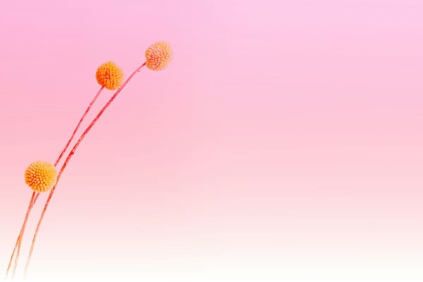 Euphoria, 2026 by Jasper Bloom