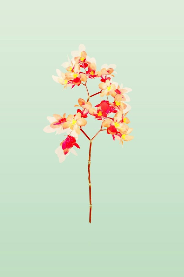 Spectacle of Color, 2020 by Theo Maren