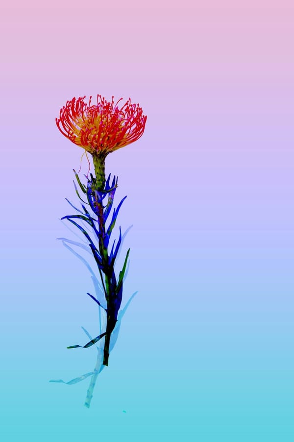 Flourish in Color, 2022 by Sienna Hart