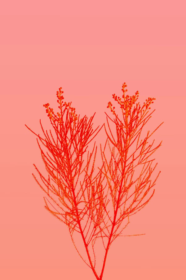 Coral, 2026 by Mira Solis
