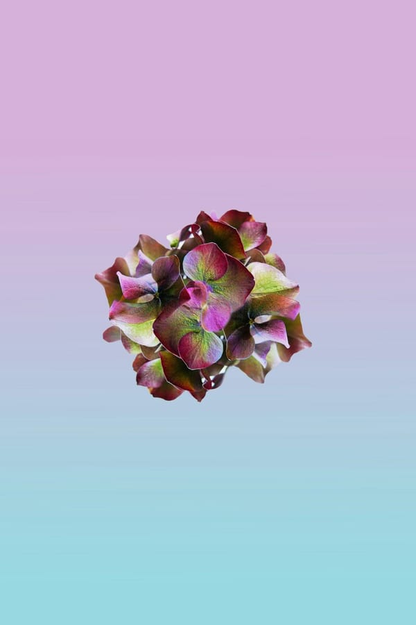 Floral Kaleidoscope 2, 2022 by Aven Thorne