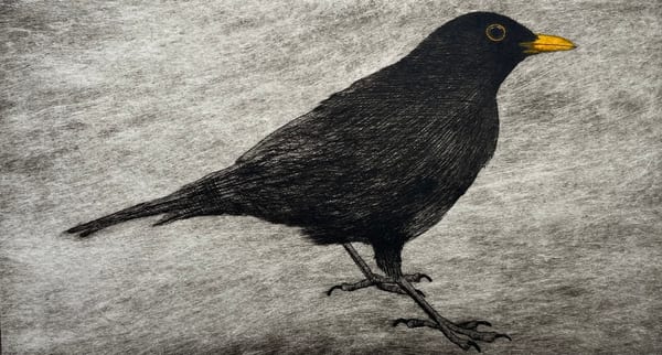 432. Edition - Dawn Blackbird, 2026 by Faith Chevannes