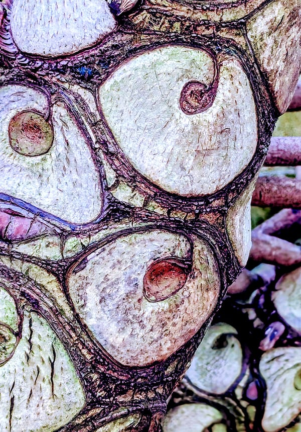 48. Edition - Leaf Scars, 2025 by Mike Richards RWA