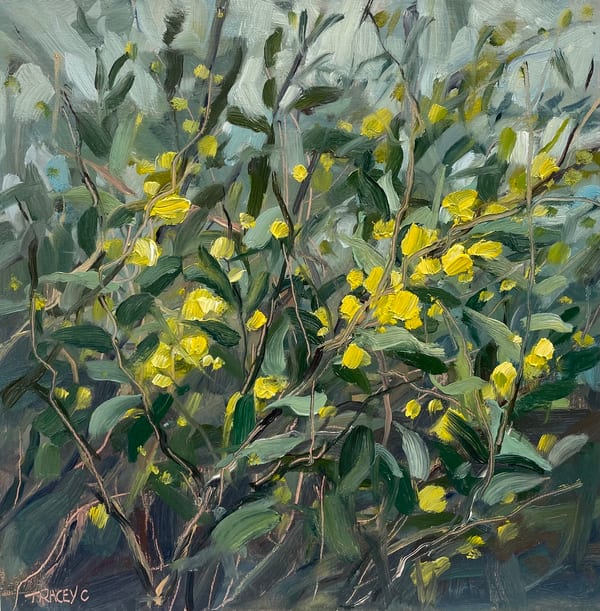 Winter Wattle by Tracey Caldwell