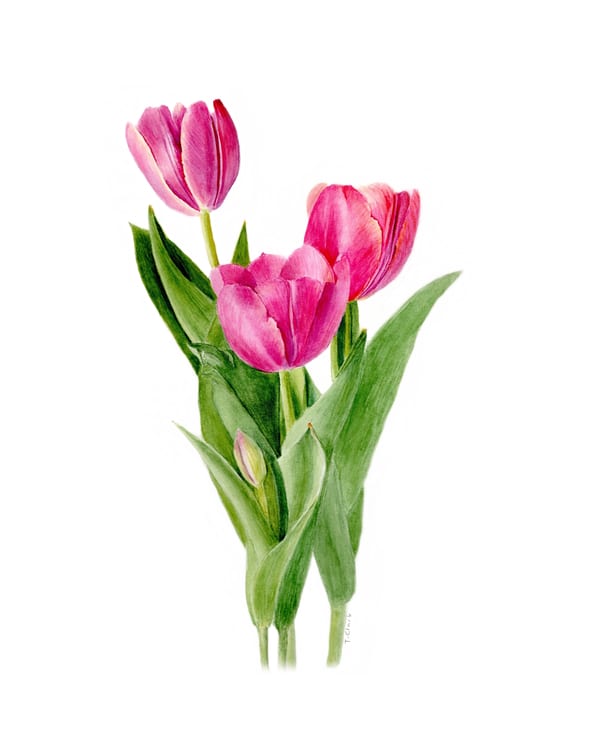 Tulips by Thea Clark