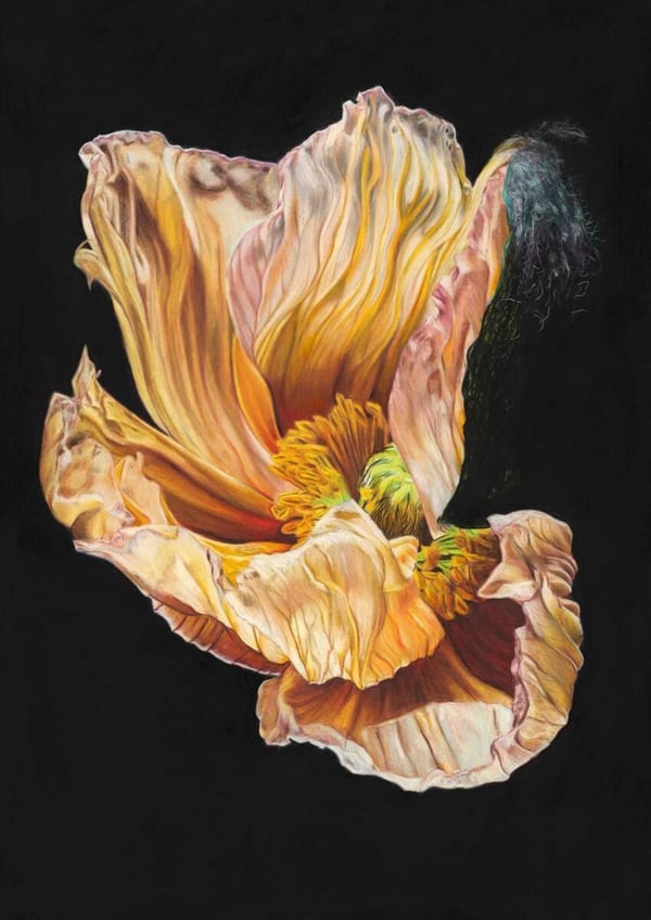 Emergence by Stephanie Canty