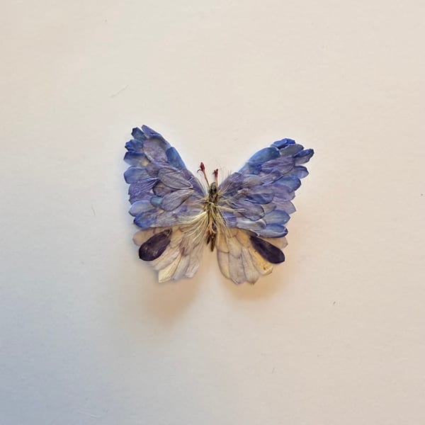 Butterfly Set 2 by Emily Chibwana