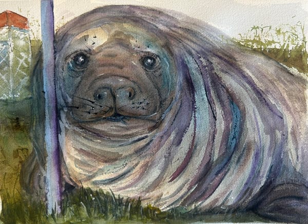 Neil the Seal by Jane Elliston