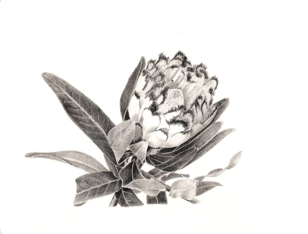 Protea neriifolia by Thea Clark