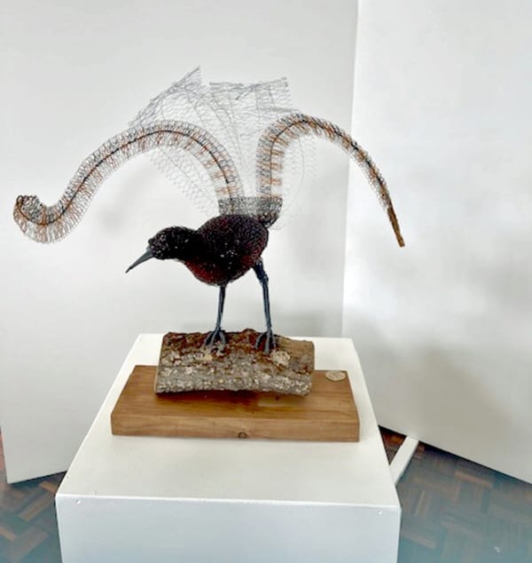 Lyre Bird by Vicki Combridge