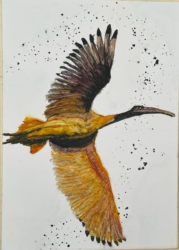 Black faced Ibis in Flight by Nancye Davison