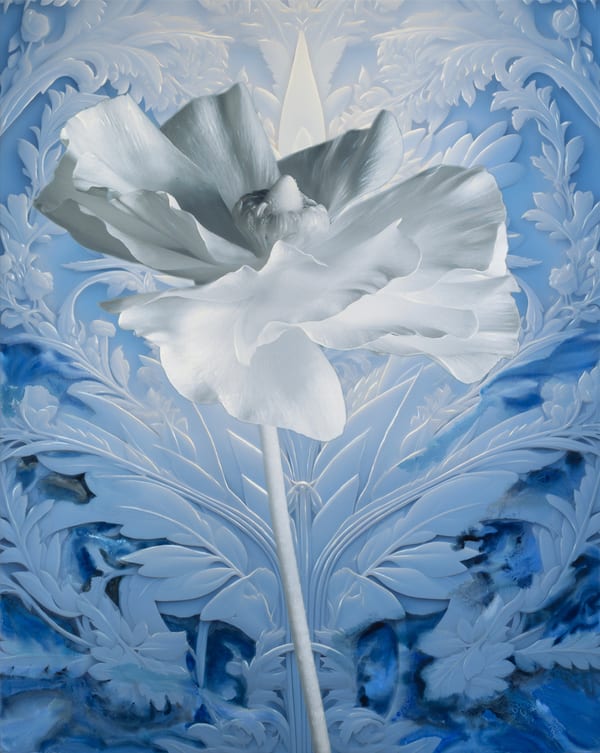 Infrabotanica Ranunculus Asiaticus I, 2026 by Kate Ballis