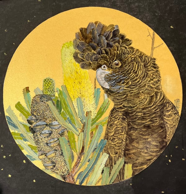 Red-tailed black cockatoo by Jane Li