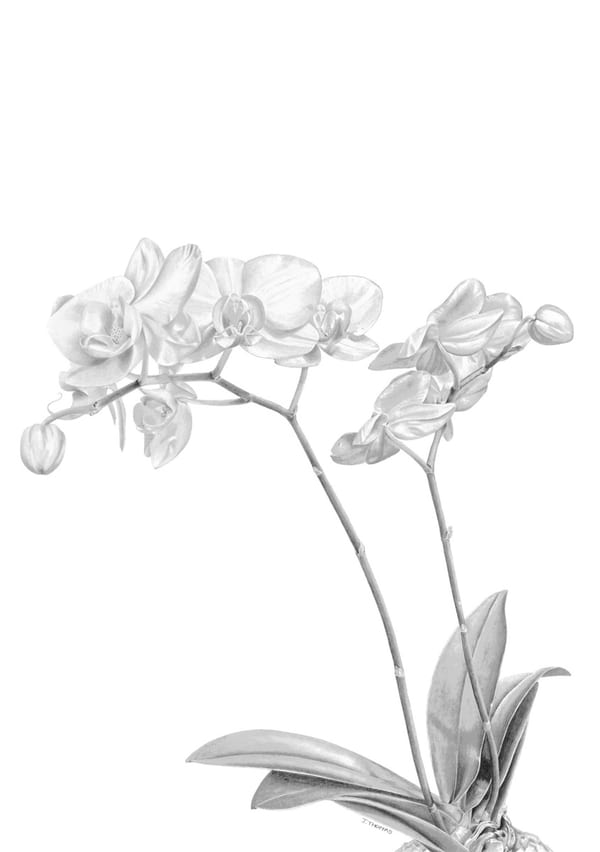Delicate Strength by Joanna Thomas
