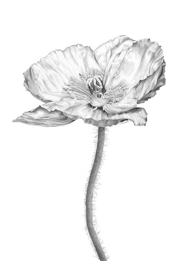 Remembering by Joanna Thomas