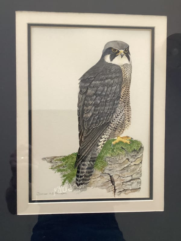 Peregrine Falcon by Duncan Brimson