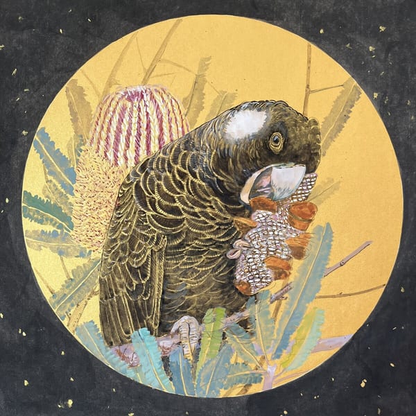 Carnaby's Black Cocak too by Jane Li