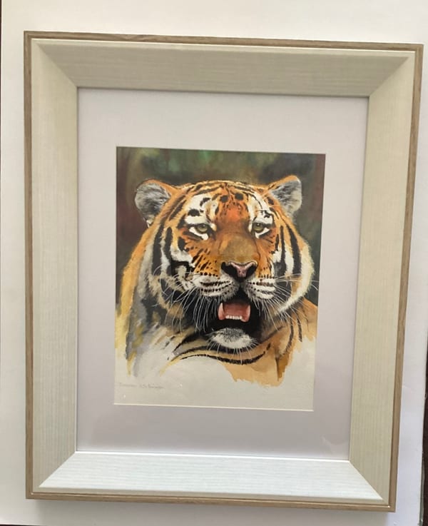 Sumatran Tiger by Duncan Brimson